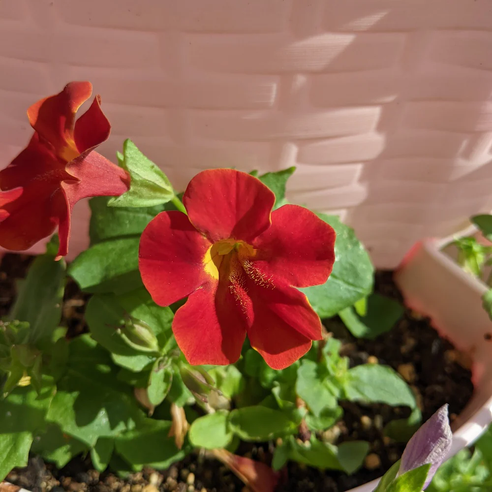 Magic Mix Monkey Flower Seeds - Image 4