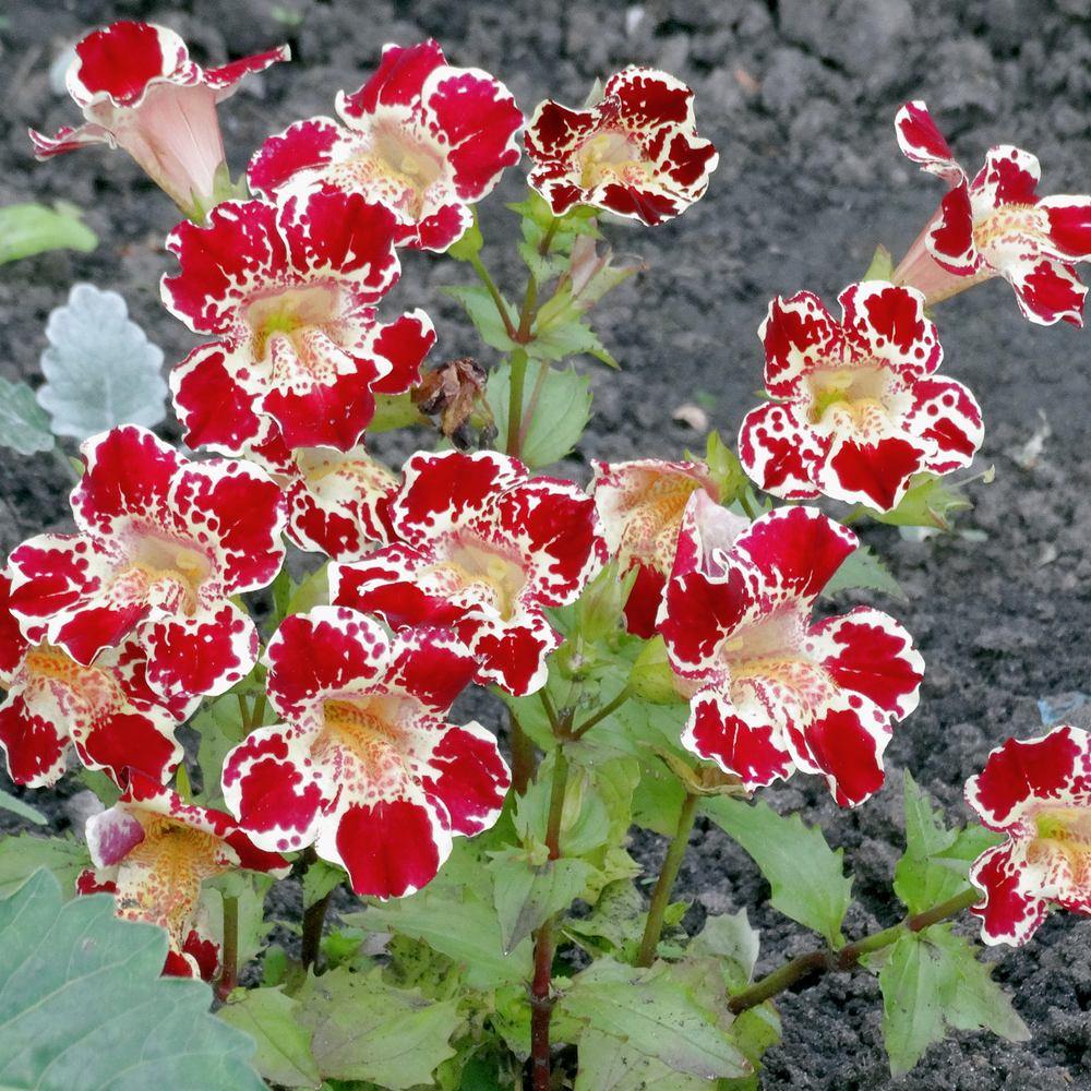Magic Mix Monkey Flower Seeds - Image 6