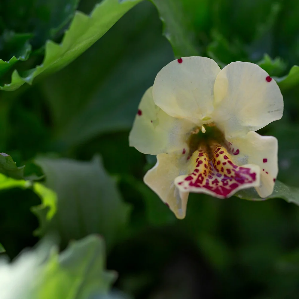 Magic Mix Monkey Flower Seeds - Image 7