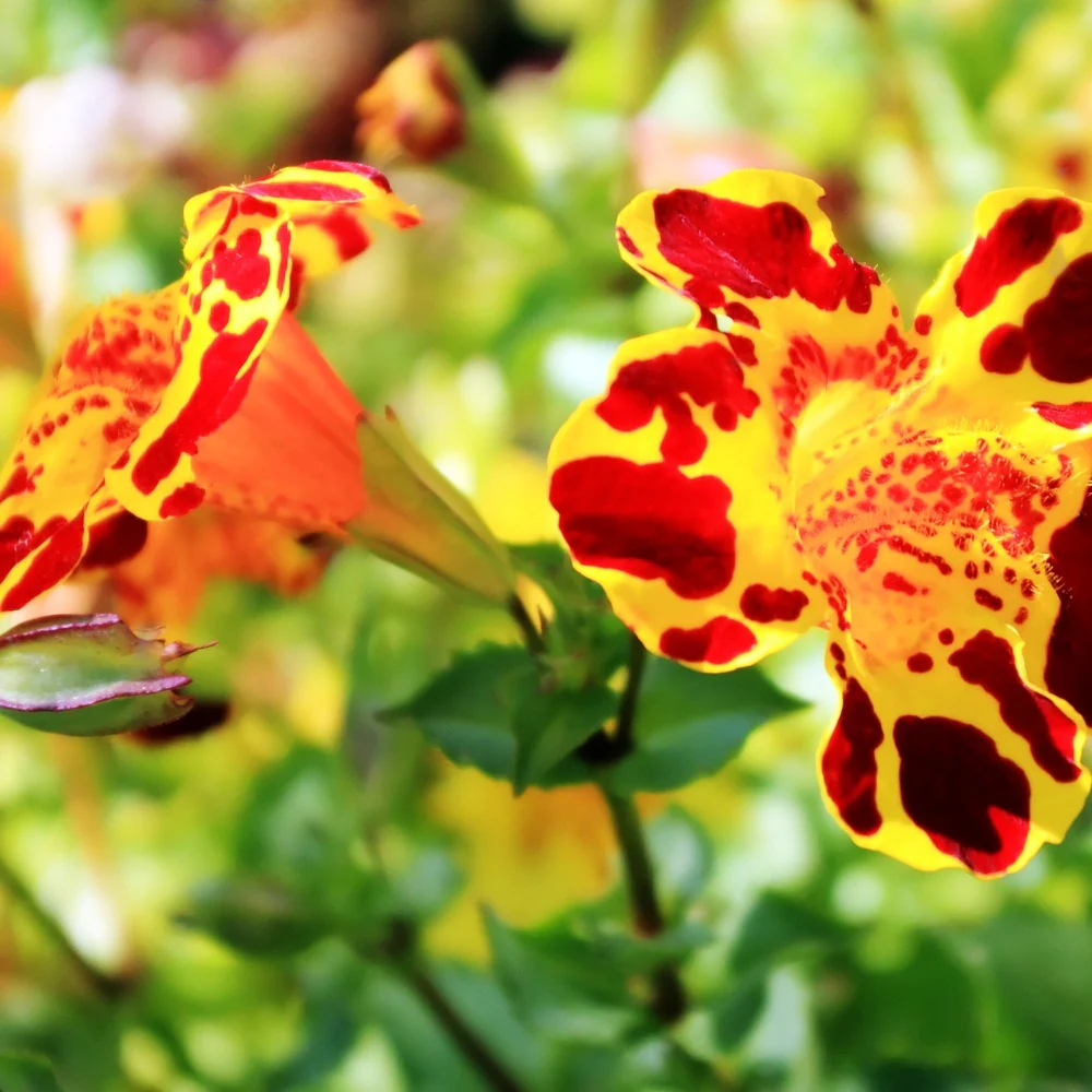 Magic Mix Monkey Flower Seeds - Image 8