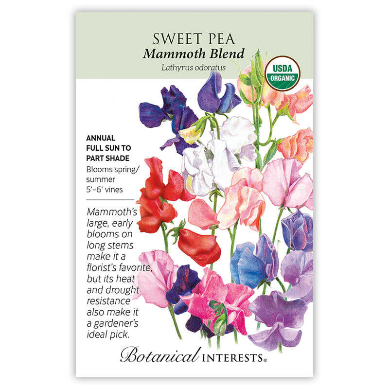 Mammoth Blend Sweet Pea Seeds - Image 3