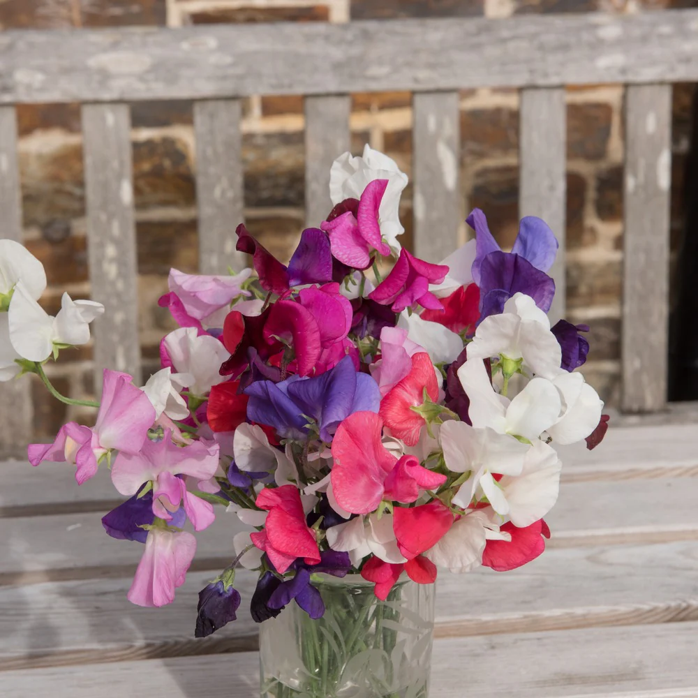 Mammoth Blend Sweet Pea Seeds - Image 4
