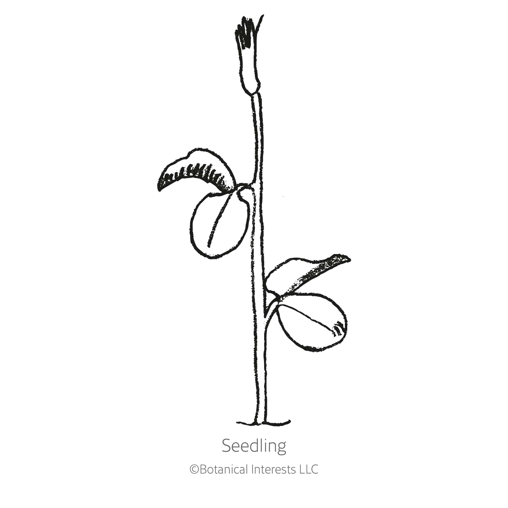 Mammoth Navy Blue Sweet Pea Seeds - Image 2