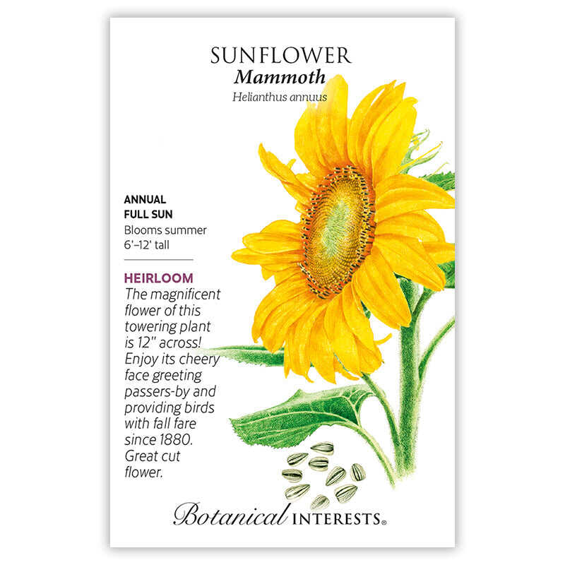 Mammoth Sunflower - Image 3