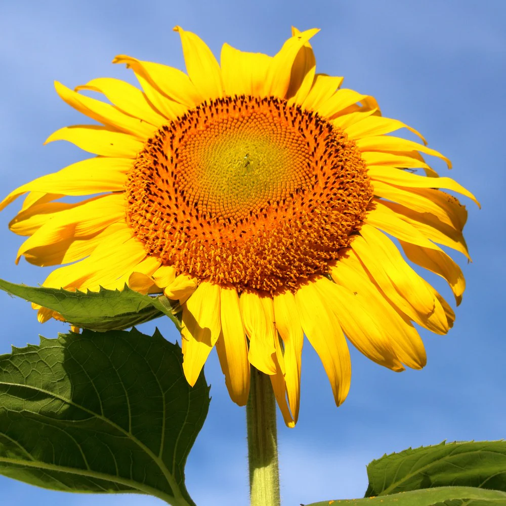 Mammoth Sunflower - Image 4
