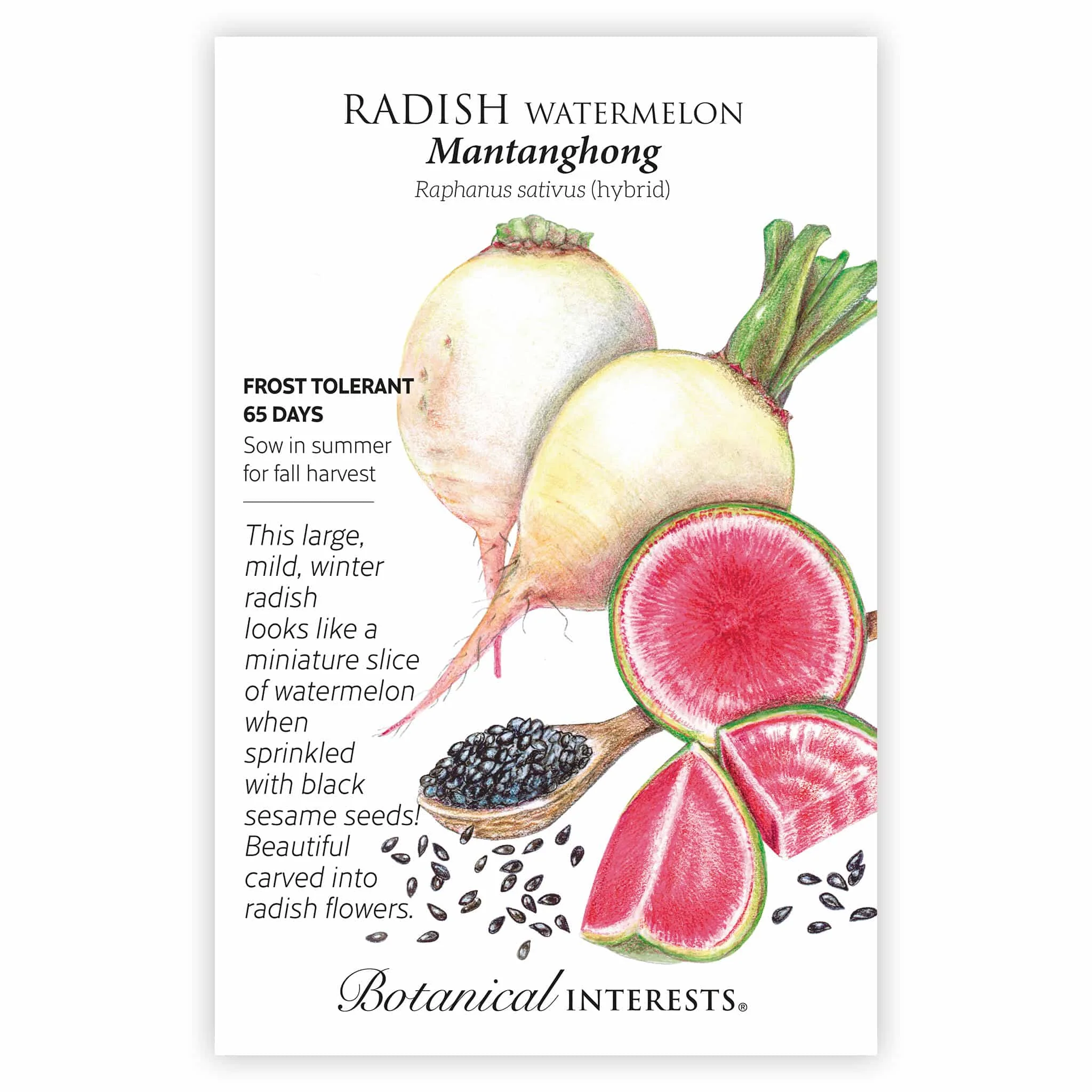 Mantanghong Watermelon Radish Seeds - Image 3