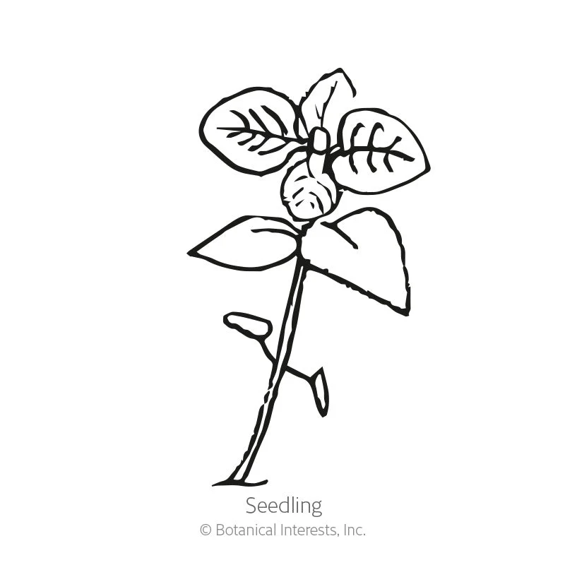 Marjoram Seeds - Image 2