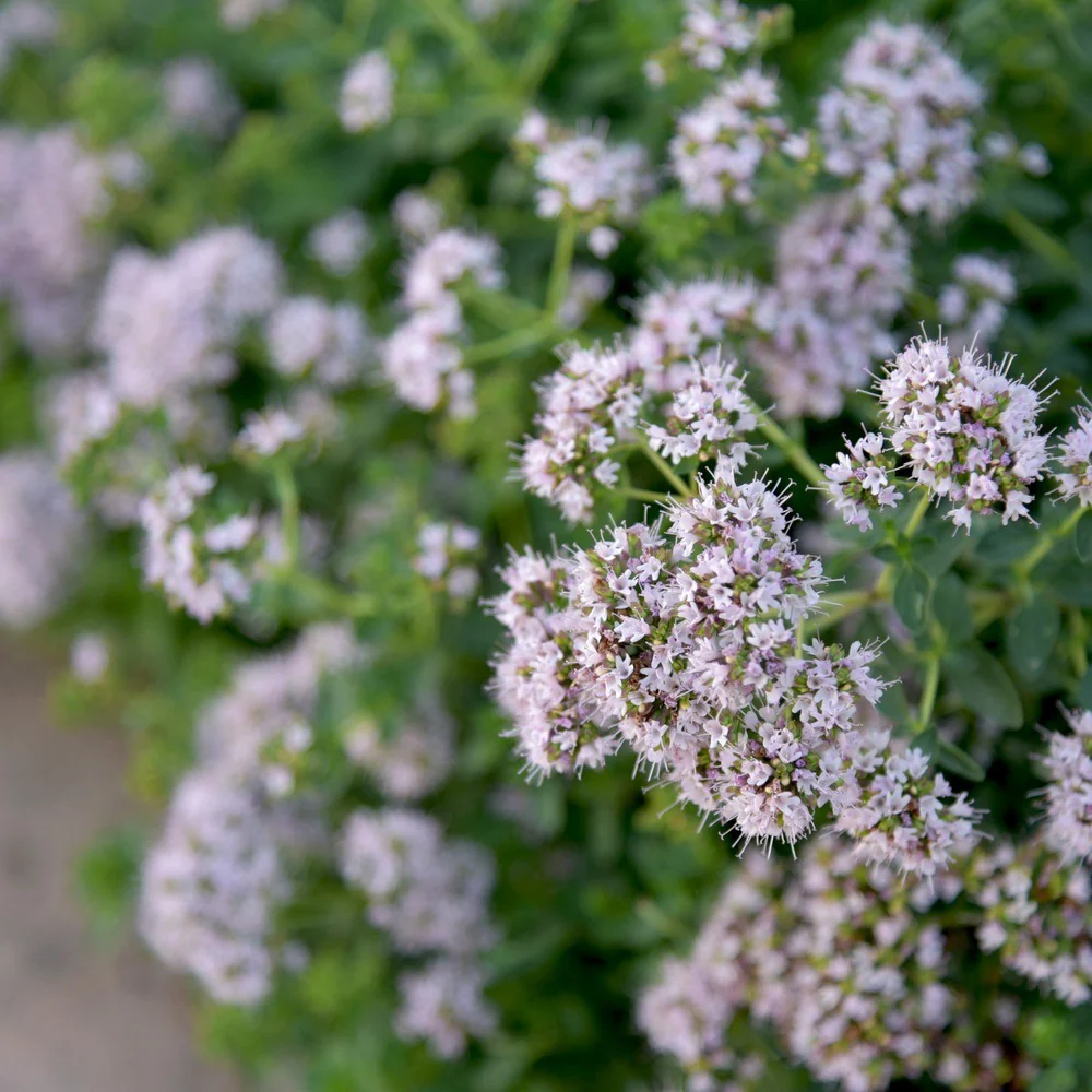 Marjoram Seeds - Image 4
