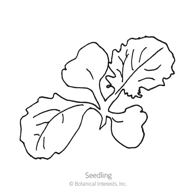 Turnip White Lady - Image 2