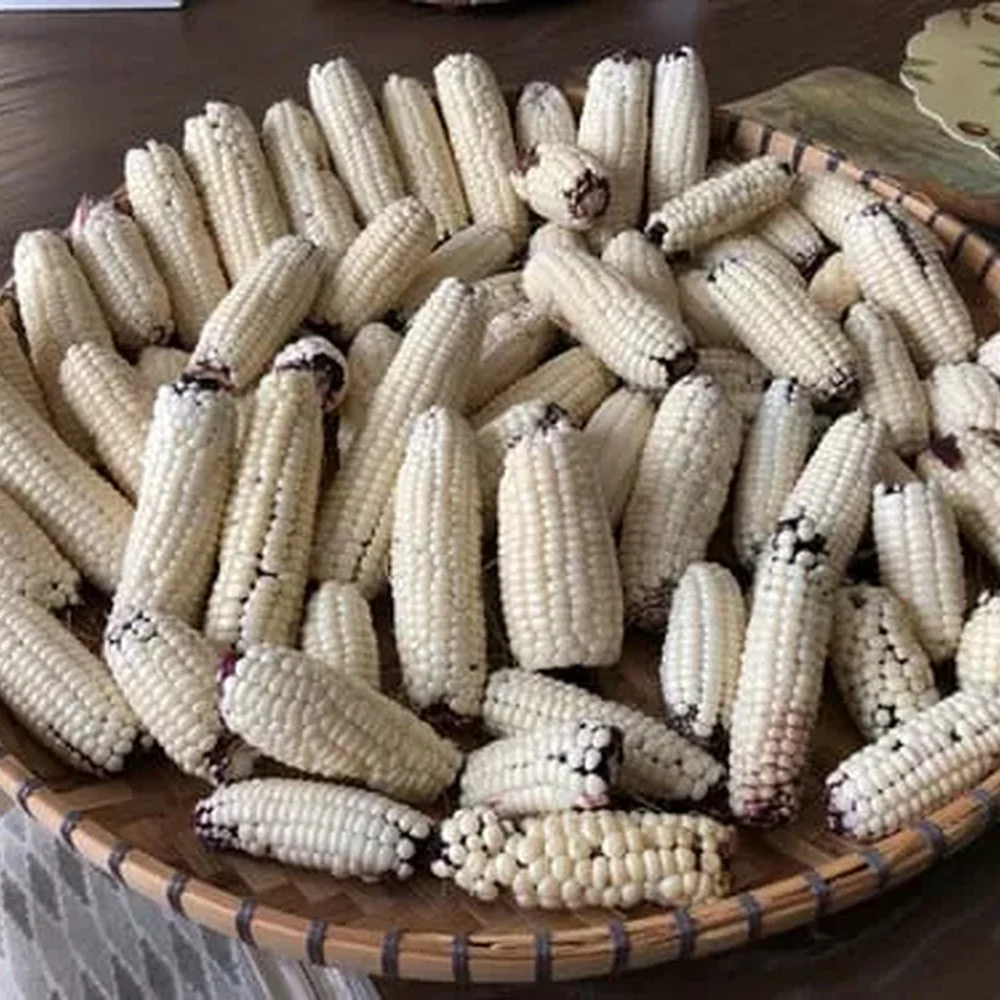 Martian Jewels Sweet Corn Seeds - Image 4