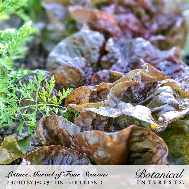 Marvel of Four Seasons Butterhead Lettuce Seeds - Image 4