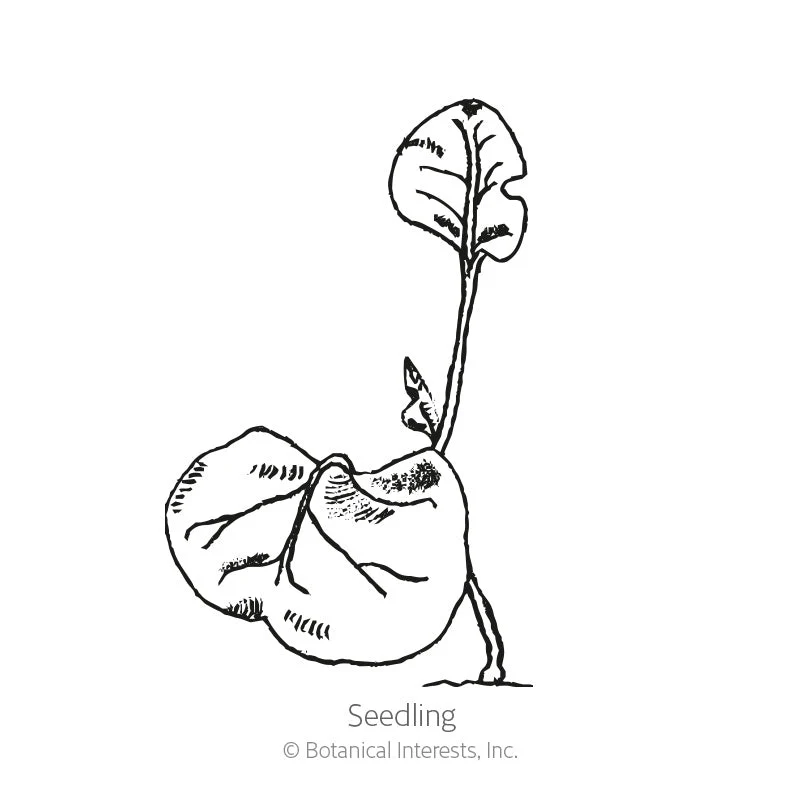 Marvel Of Peru Four O'Clock Seeds - Image 2