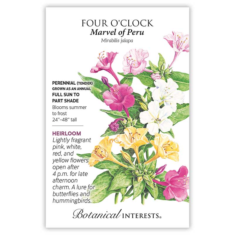 Marvel Of Peru Four O'Clock Seeds - Image 3