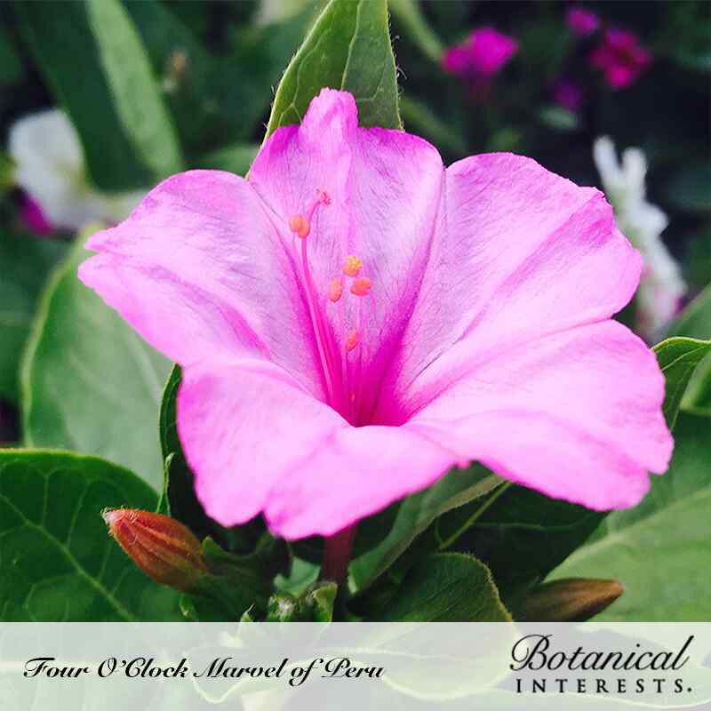 Marvel Of Peru Four O'Clock Seeds - Image 4