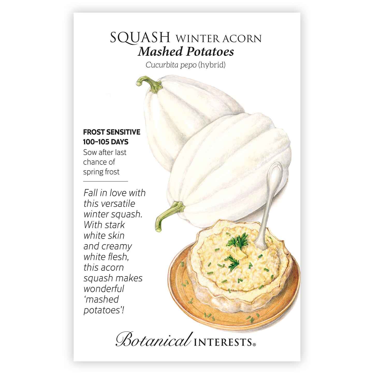 Mashed Potatoes Acorn Winter Squash Seeds - Image 3