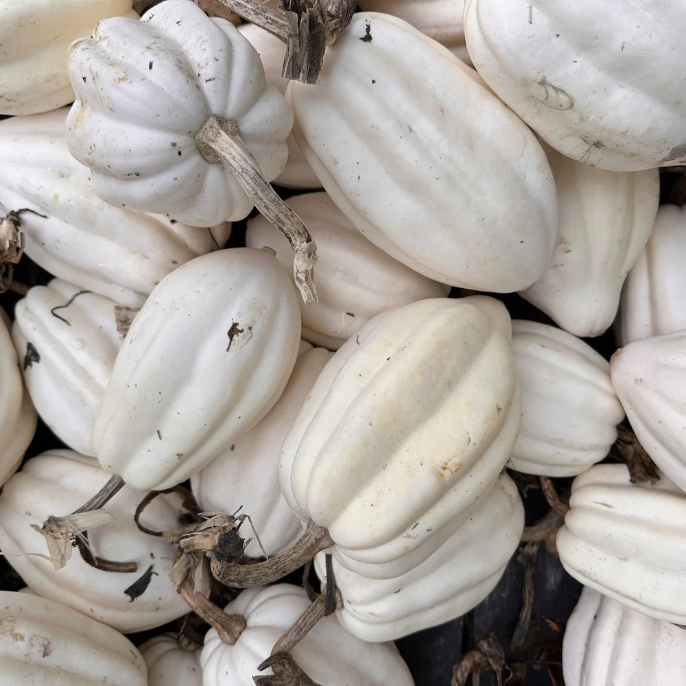 Mashed Potatoes Acorn Winter Squash Seeds - Image 4