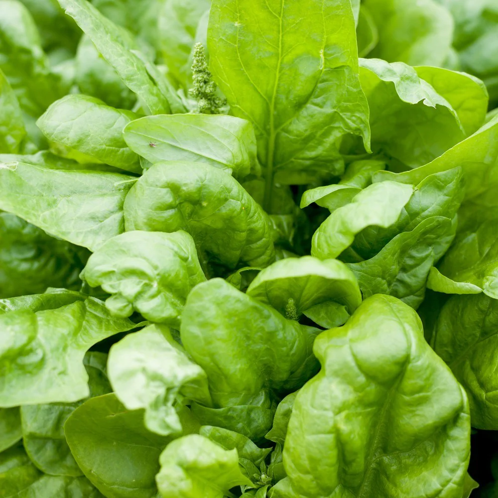 Matador Spinach Seeds - Image 4