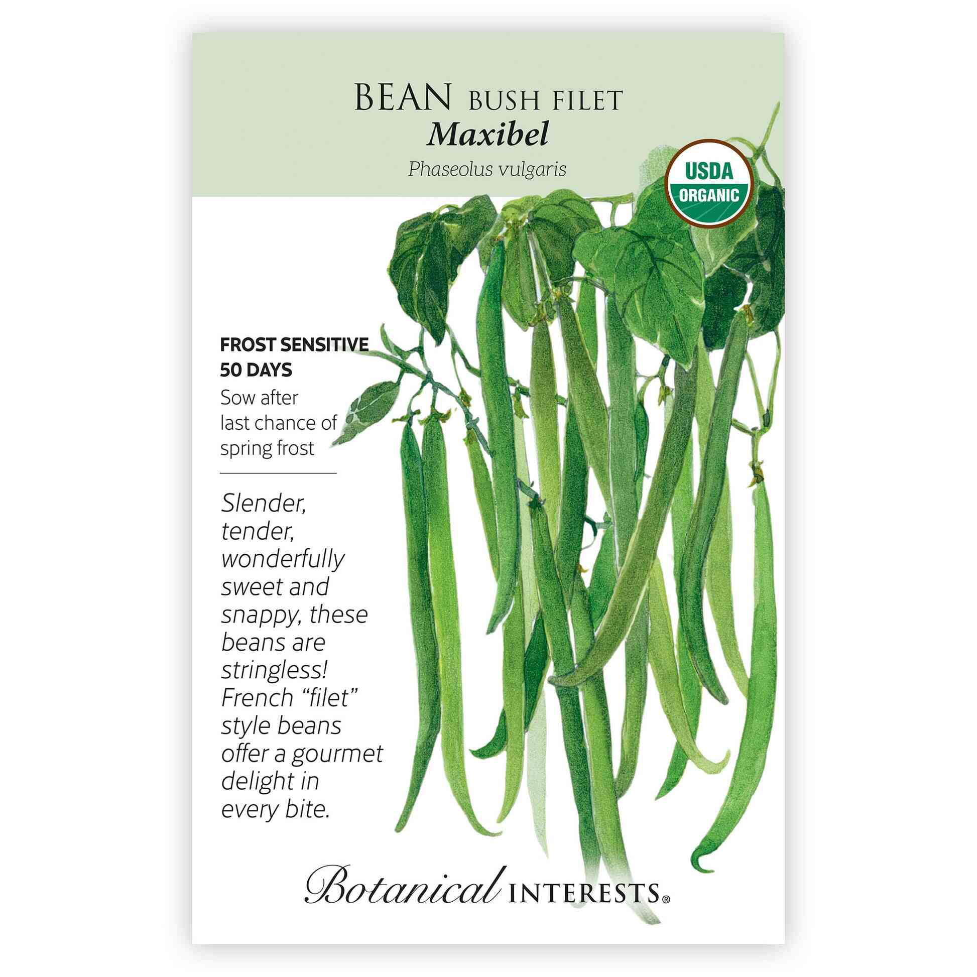 Maxibel Filet Bush Bean Seeds - Image 3
