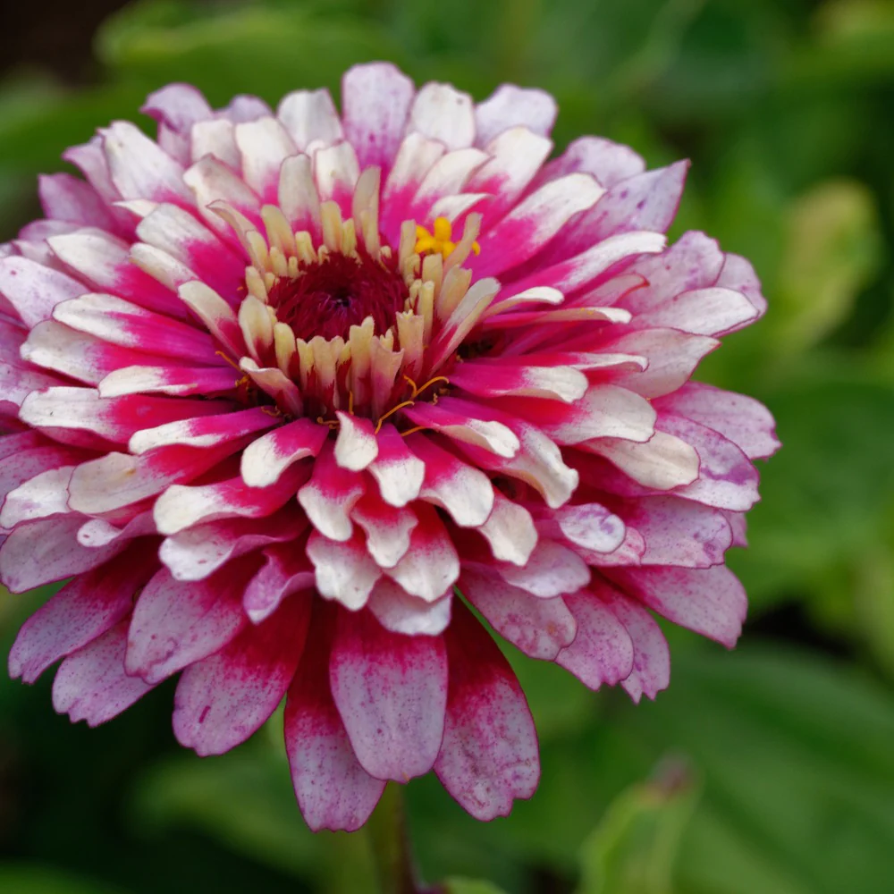 Mazurkia Zinnia Seeds - Image 4