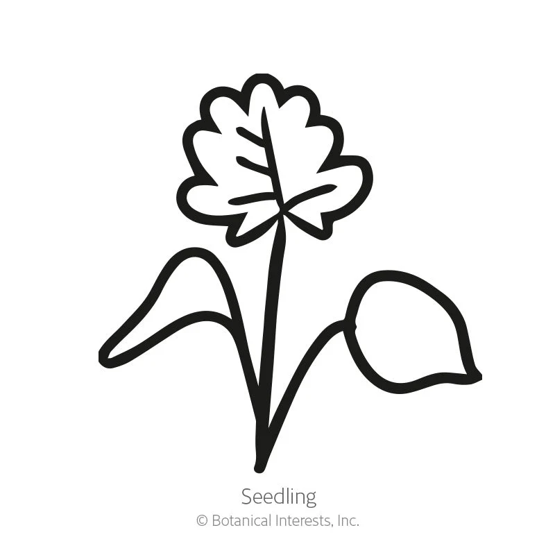 McKana Giants Blend Columbine Seeds - Image 2