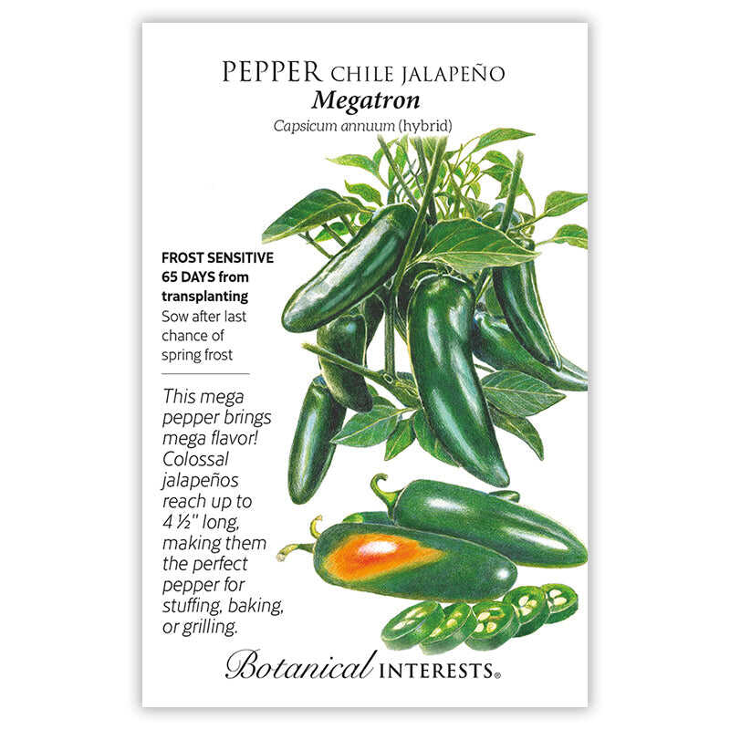 Megatron Jalapeño Chile Pepper Seeds - Image 3