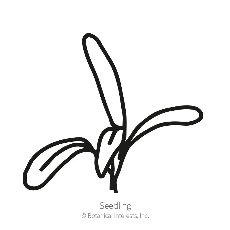 Mexican Tarragon Seeds - Image 2