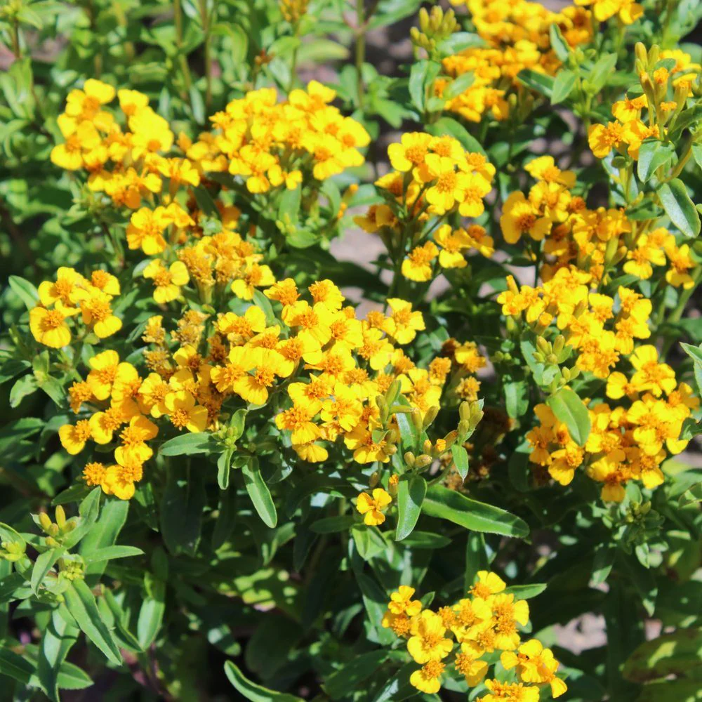 Mexican Tarragon Seeds - Image 4