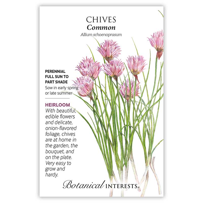 Common Chives Seeds - Image 4