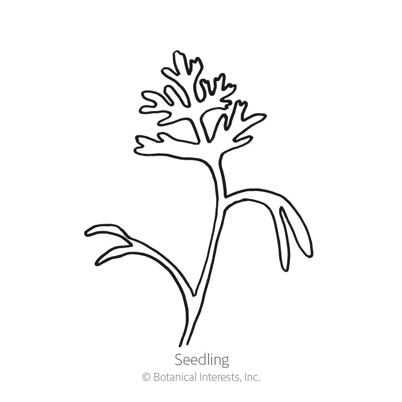 Mikado California Poppy Seeds - Image 2