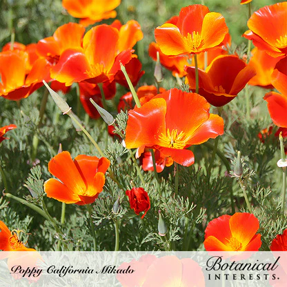 Mikado California Poppy Seeds - Image 4