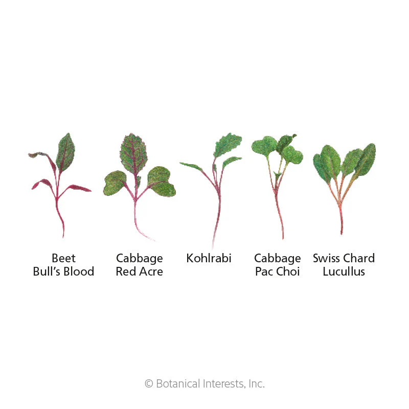 Mild Mix Microgreens Seeds - Image 2
