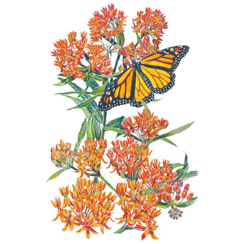 Milkweed/Butterfly Flower Seeds