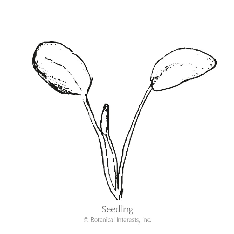 Milkweed/Butterfly Flower Seeds - Image 2