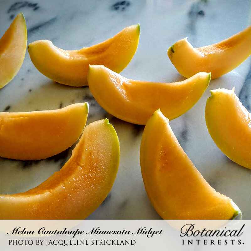 Minnesota Midget Cantaloupe/Muskmelon Melon Seeds - Image 4
