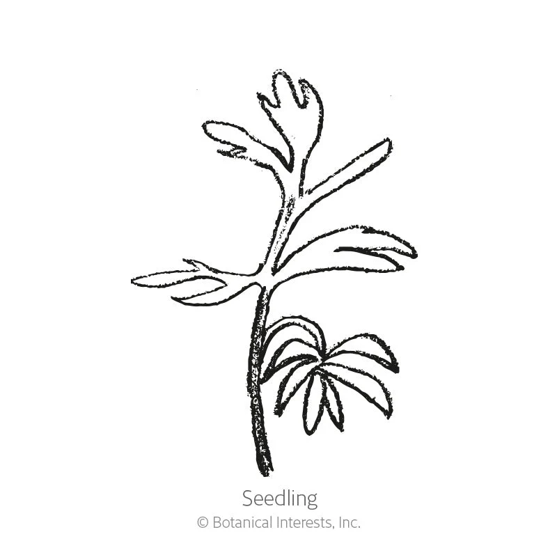 Miss Jekyll Blend Love-In-A-Mist Seeds - Image 2