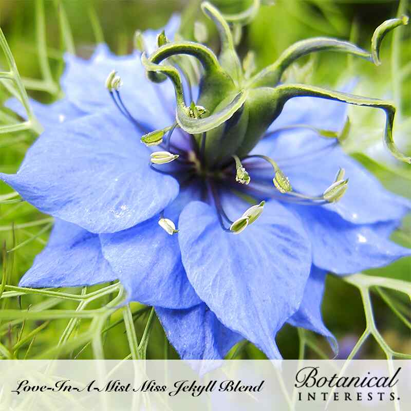 Miss Jekyll Blend Love-In-A-Mist Seeds - Image 5