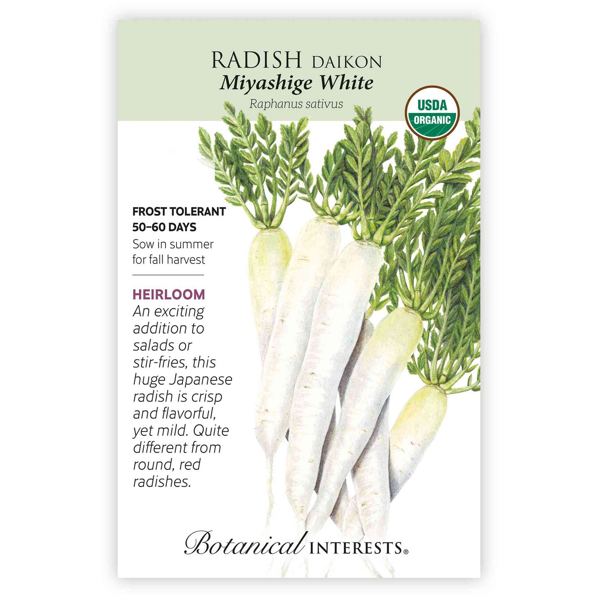 Miyashige White Daikon Radish Seeds - Image 3