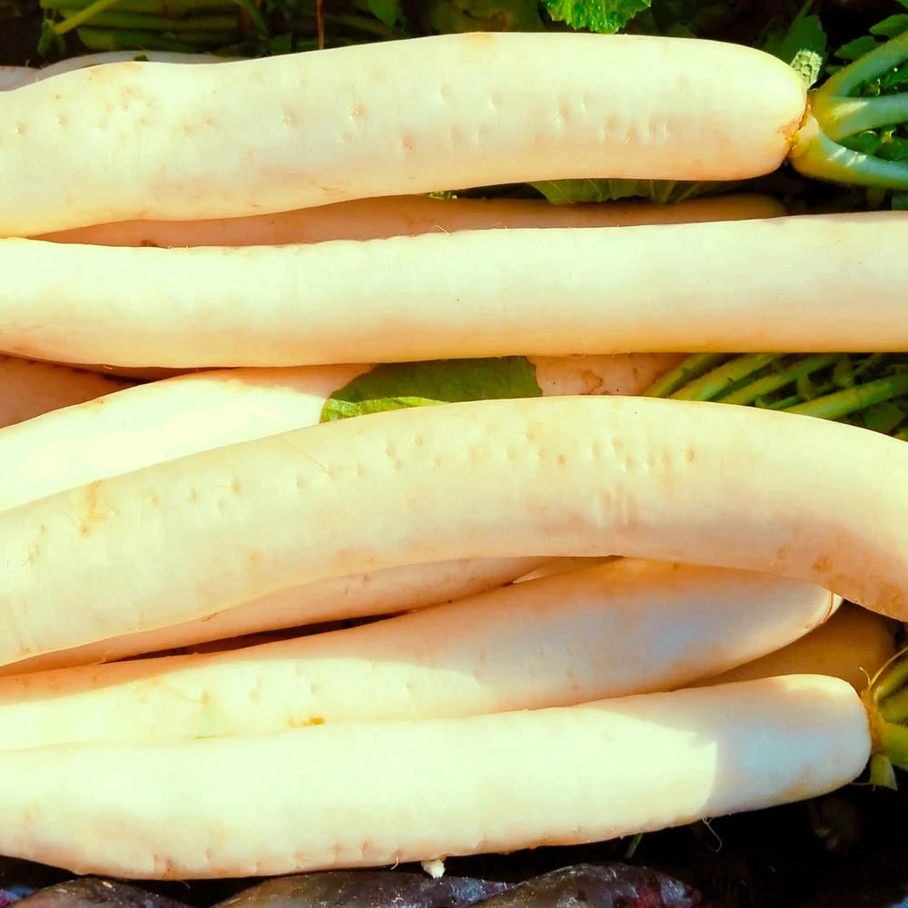 Miyashige White Daikon Radish Seeds - Image 4