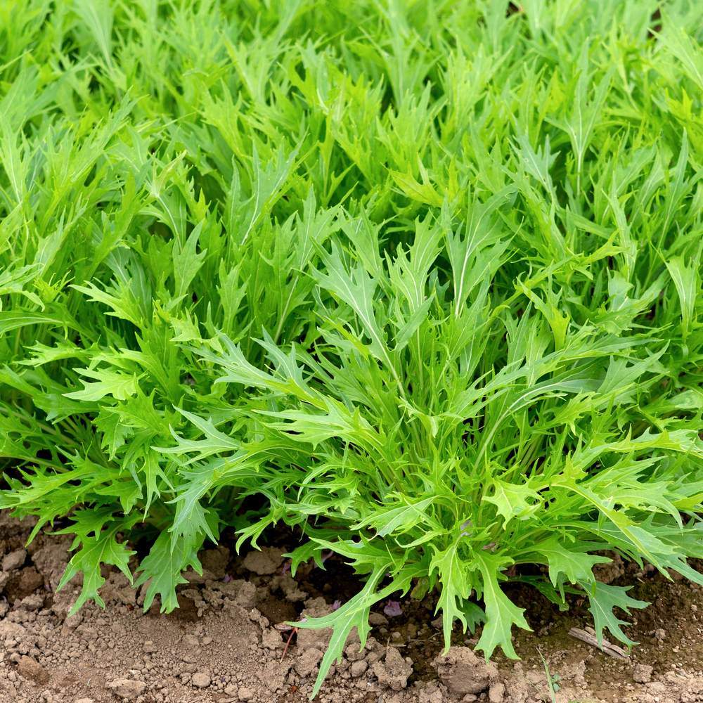 Mizuna Mustard Seeds - Image 4