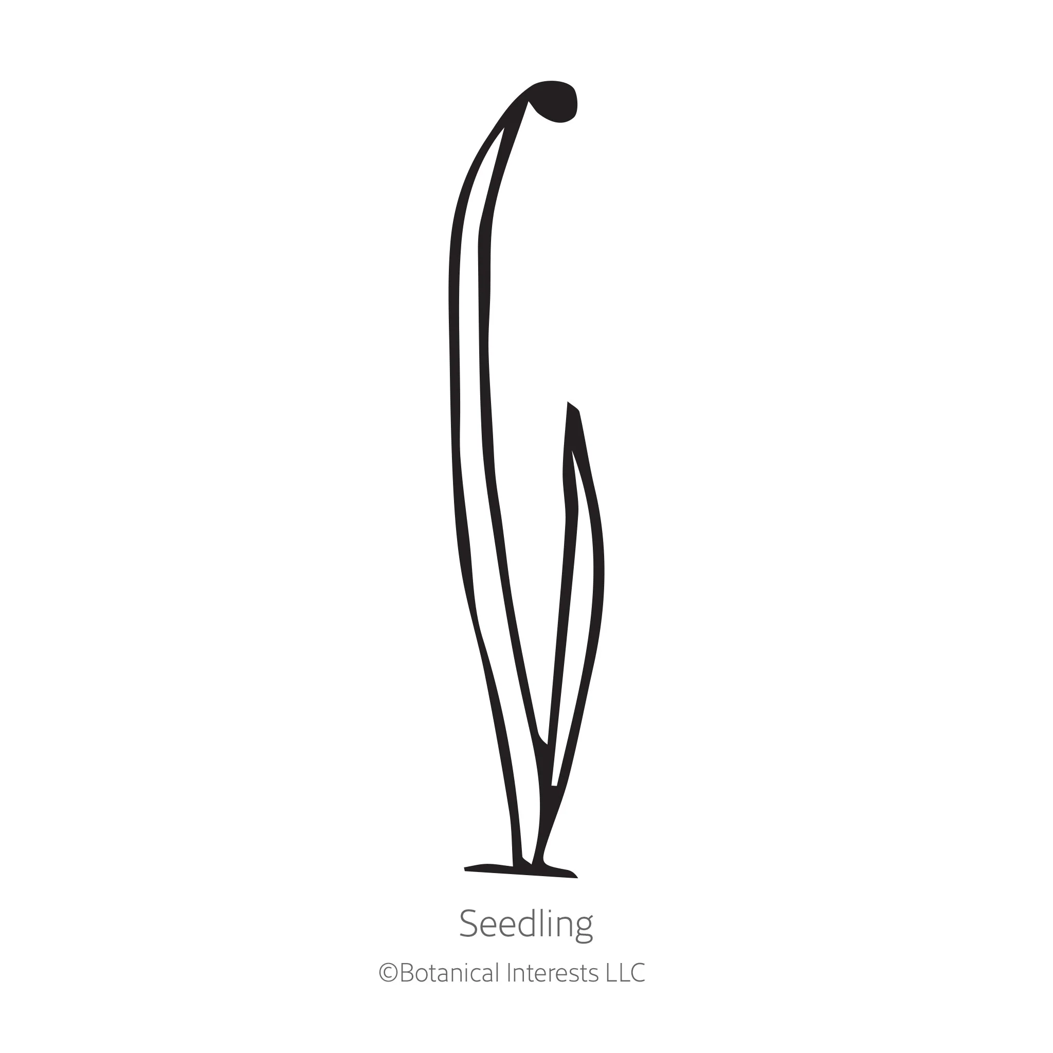 Monastrell Bulb Onion Seeds - Image 2