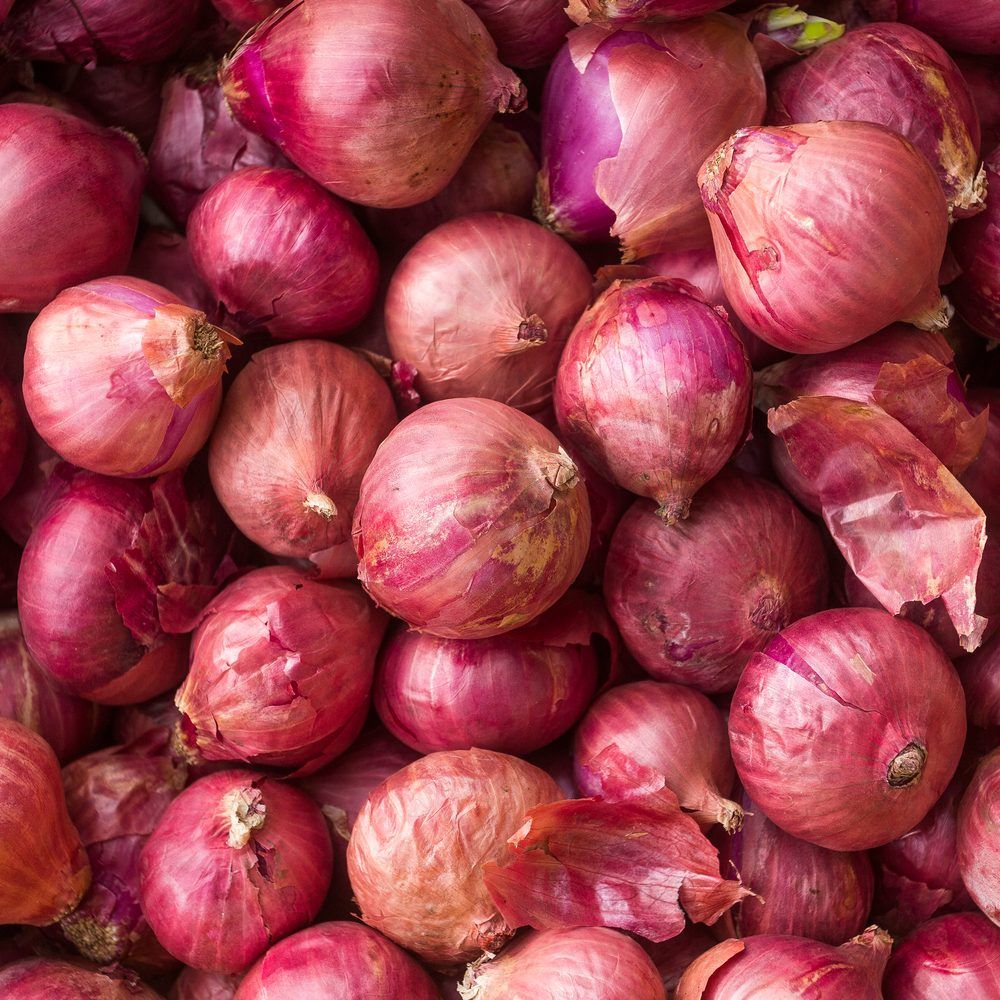 Monastrell Bulb Onion Seeds - Image 4