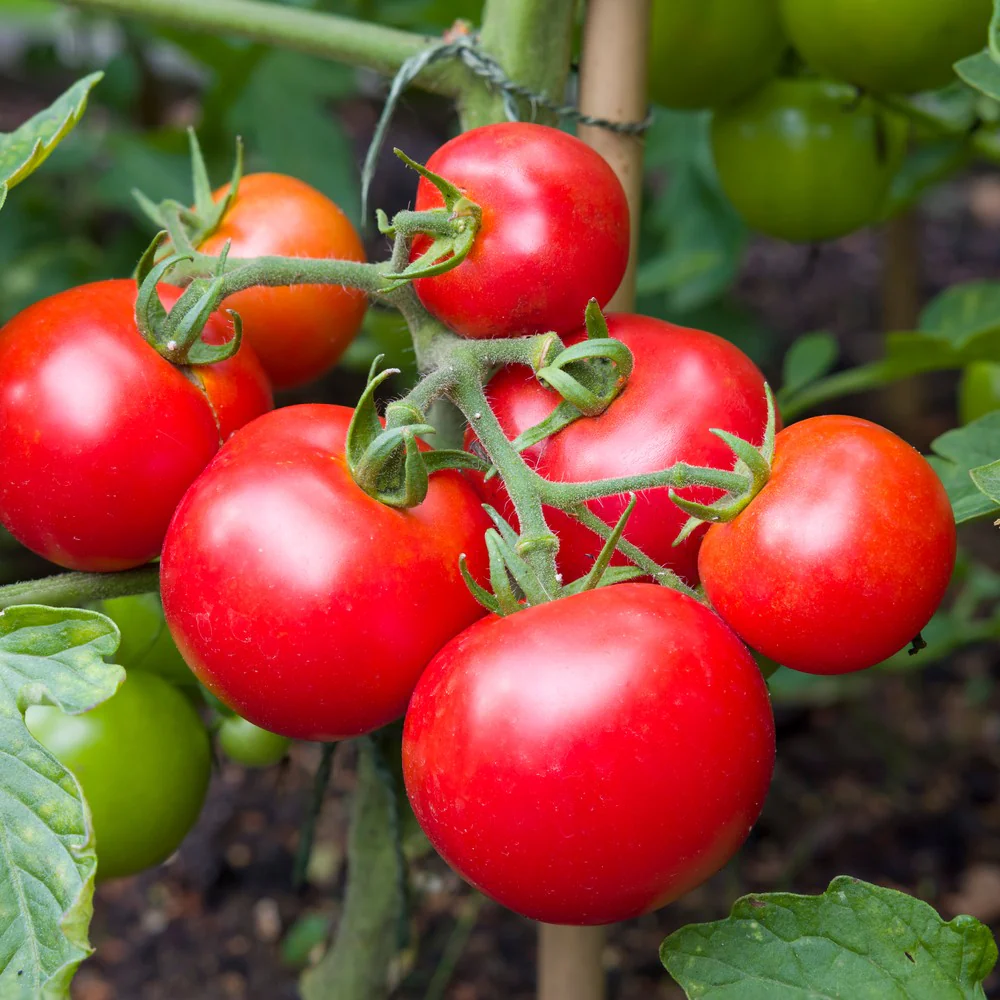 Moneymaker Pole Tomato Seeds - Image 4