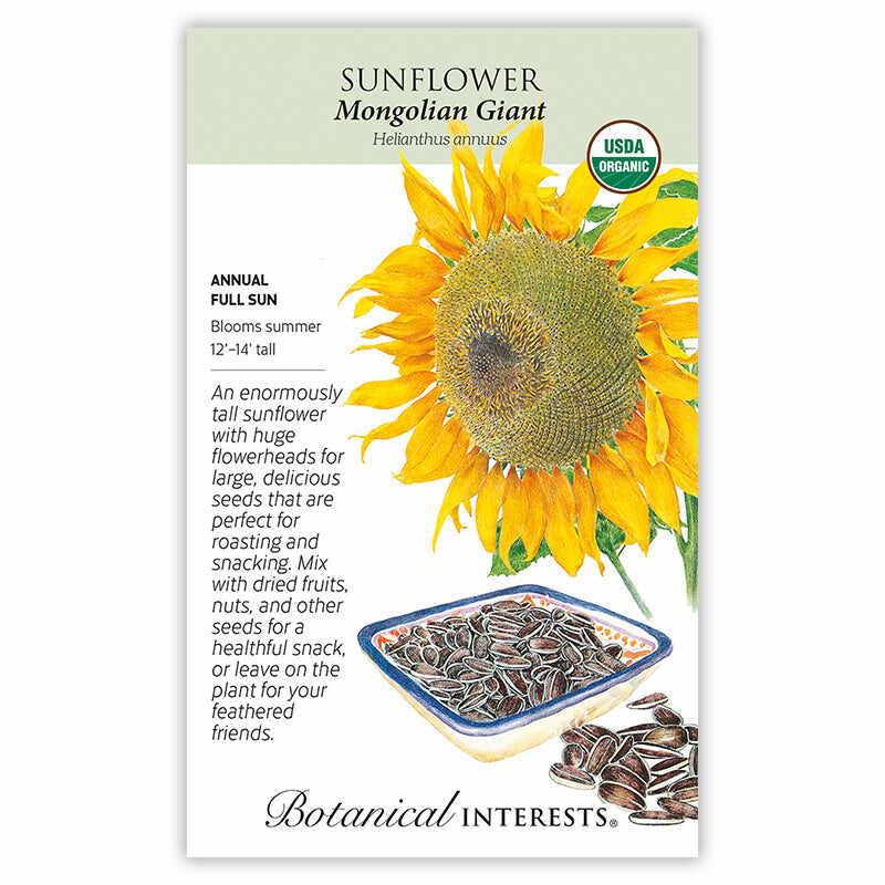 Mongolian Giant Sunflower Seeds - Image 3