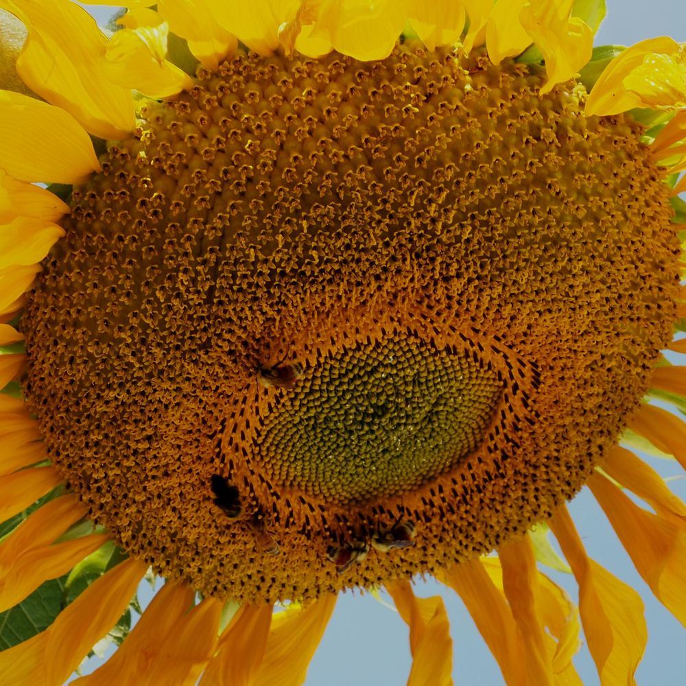 Mongolian Giant Sunflower Seeds - Image 4