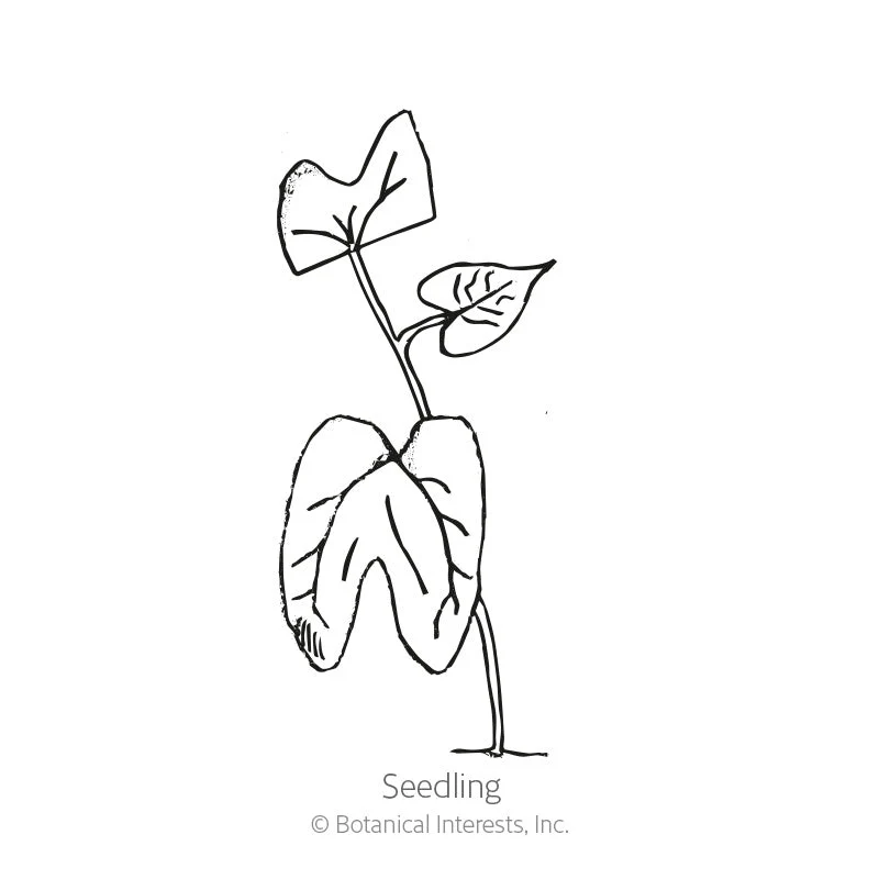 Moonflower Heirloom Seeds - Image 2
