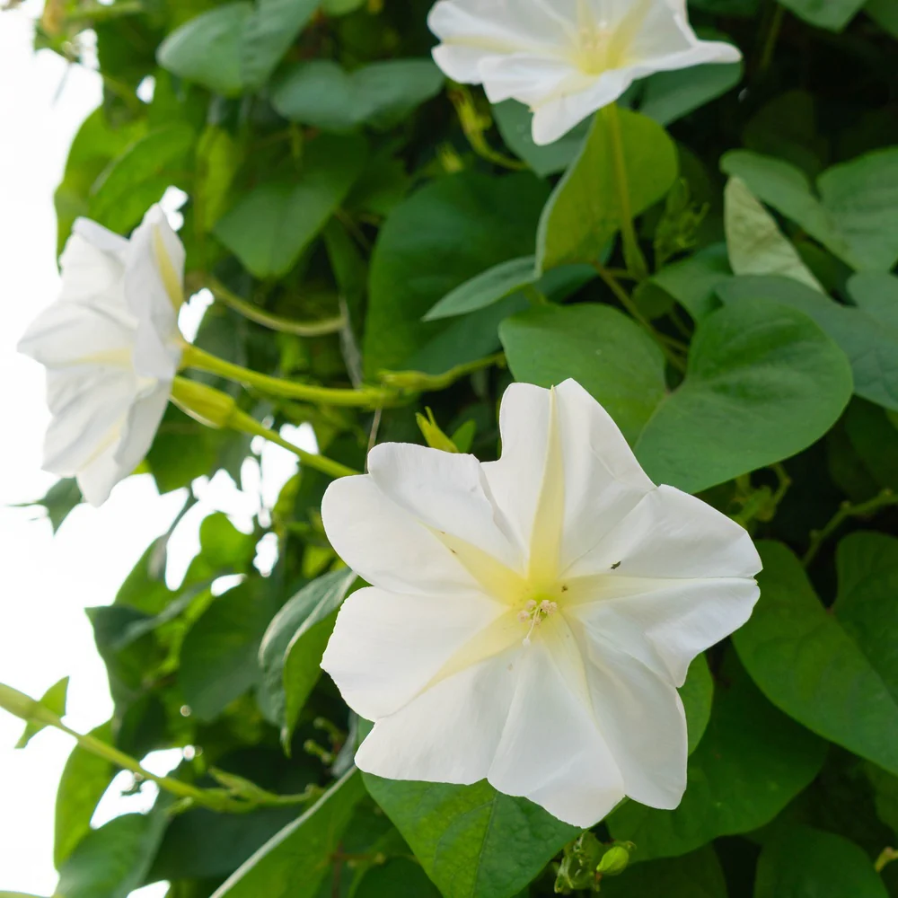 Moonflower Heirloom Seeds - Image 4