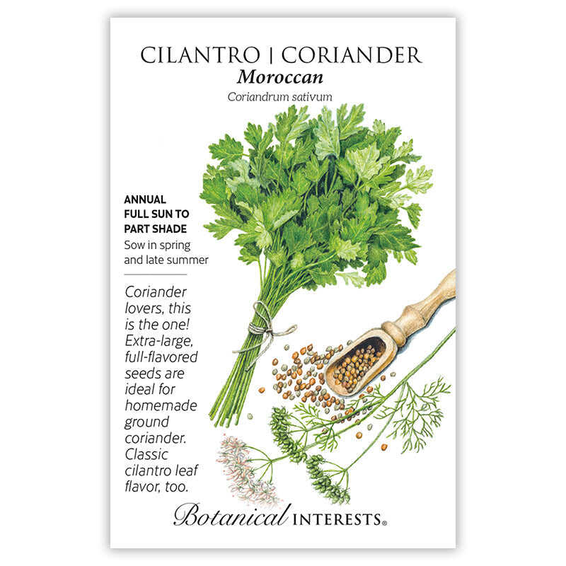 Moroccan Cilantro/Coriander - Image 3