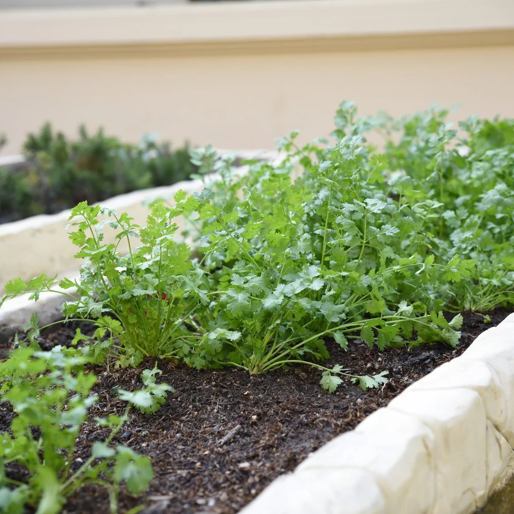 Moroccan Cilantro/Coriander - Image 4