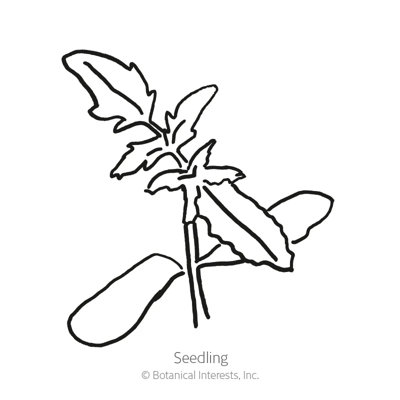 Moskvich Pole Tomato Seeds - Image 2