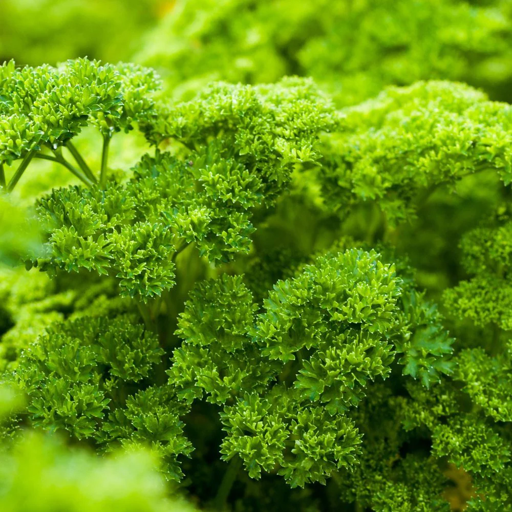 Moss Curled Parsley Seeds - Image 4